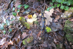 2010-Pulizia-Torrente-Gardellone-parte-alta-10-scaled