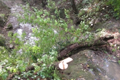 2010-Pulizia-Torrente-Gardellone-parte-alta-14-scaled