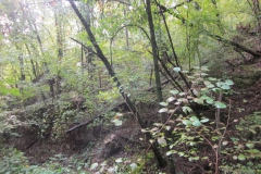 2010-Pulizia-Torrente-Gardellone-parte-alta-16-scaled