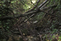 2010-Pulizia-Torrente-Gardellone-parte-alta-23-scaled