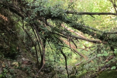 2010-Pulizia-Torrente-Gardellone-parte-alta-24-scaled