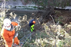 2021-01-13-Taglio-pianta-Gardellone-1