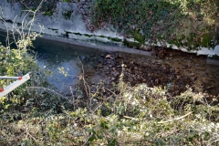 2021-01-13-Taglio-pianta-Gardellone-2-scaled