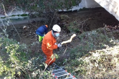 2021-01-13-Taglio-pianta-Gardellone-3