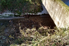 2021-01-13-Taglio-pianta-Gardellone-4-scaled