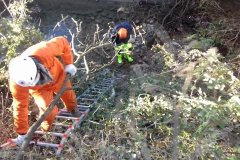 2021-01-13-Taglio-pianta-Gardellone-7