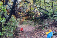 2022-11-16-Taglio-piante-sentiero-407-Gaito-S.Rocco-11