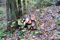 2022-11-16-Taglio-piante-sentiero-407-Gaito-S.Rocco-3