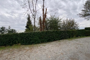 2023- Intervento in sede per taglio piante (23.10.2023)