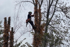 2023-10-23-Intervento-in-sede-per-taglio-piante-1