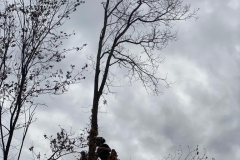 2023-10-23-Intervento-in-sede-per-taglio-piante-2