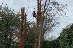 2023-10-23-Intervento-in-sede-per-taglio-piante-4