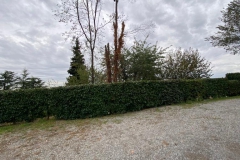 2023-10-23-Intervento-in-sede-per-taglio-piante-5