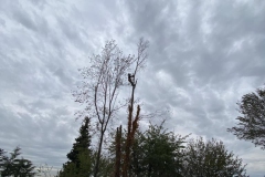 2023-10-23-Intervento-in-sede-per-taglio-piante-6