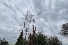 2023-10-23-Intervento-in-sede-per-taglio-piante-7