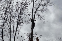 2023-10-23-Intervento-in-sede-per-taglio-piante-8