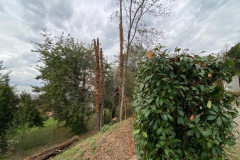2023-10-23-Intervento-in-sede-per-taglio-piante-9