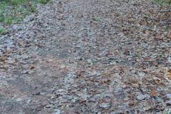 2023-11-29-Pulzia-pista-ciclabile-Valmarina-6