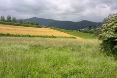 2023-05-18-Sfalcio-erba-sede-Parco-dei-colli-5