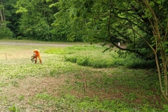 2023-05-18-Sfalcio-erba-sede-Parco-dei-colli-7