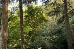 2023-08-04-Situazione-dopo-taglio-piante-in-pineta-3