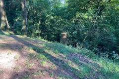 2023-08-04-Situazione-dopo-taglio-piante-in-pineta-5