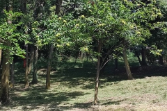 2023-08-09-Taglio-erba-in-sede-1