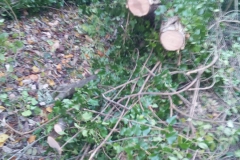 2023-11-29-Taglio-pianta-su-pista-ciclabile-Valmarina-2