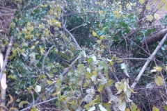 2023-11-29-Taglio-pianta-su-pista-ciclabile-Valmarina-3