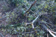 2023-11-29-Taglio-pianta-su-pista-ciclabile-Valmarina-4