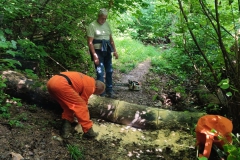 2023-06-14-Taglio-piante-16