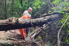 2023-06-14-Taglio-piante-8