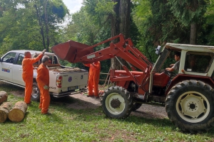 2023 -  Taglio piante in pineta ponte nuovo  (02.08.2023)