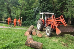 2023-08-02-Taglio-piante-in-pineta-ponte-nuovo-11