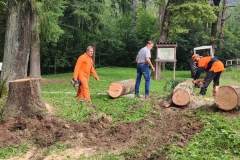 2023-08-02-Taglio-piante-in-pineta-ponte-nuovo-17