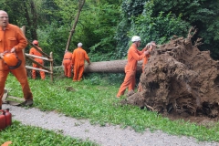 2023-08-02-Taglio-piante-in-pineta-ponte-nuovo-20
