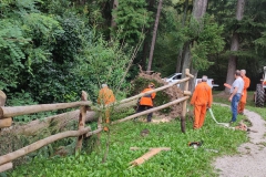 2023-08-02-Taglio-piante-in-pineta-ponte-nuovo-21