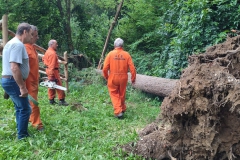 2023-08-02-Taglio-piante-in-pineta-ponte-nuovo-23