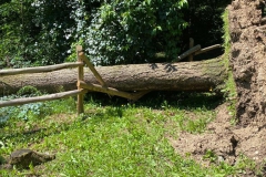 2023-08-02-Taglio-piante-in-pineta-ponte-nuovo-26