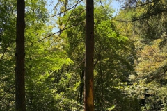 2023-08-02-Taglio-piante-in-pineta-ponte-nuovo-28