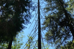 2023-08-02-Taglio-piante-in-pineta-ponte-nuovo-29