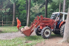2023-08-02-Taglio-piante-in-pineta-ponte-nuovo-3