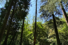 2023-08-02-Taglio-piante-in-pineta-ponte-nuovo-30