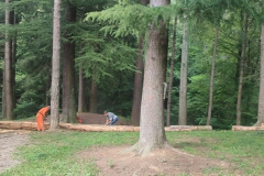 2023-08-02-Taglio-piante-in-pineta-ponte-nuovo-4