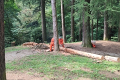 2023-08-02-Taglio-piante-in-pineta-ponte-nuovo-7