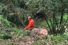 2023-08-02-Taglio-piante-in-pineta-ponte-nuovo-9