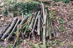 2023-09-20-Taglio-piante-nel-Gardellone-sotto-il-don-Luis-11