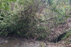 2023-09-20-Taglio-piante-nel-Gardellone-sotto-il-don-Luis-15