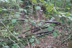 2023-09-20-Taglio-piante-nel-Gardellone-sotto-il-don-Luis-17