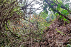 2023-09-20-Taglio-piante-nel-Gardellone-sotto-il-don-Luis-18